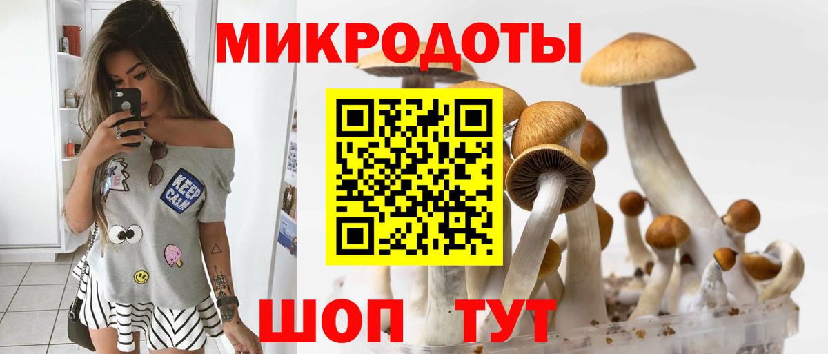 Галлюциногенные грибы Psilocybe Заринск